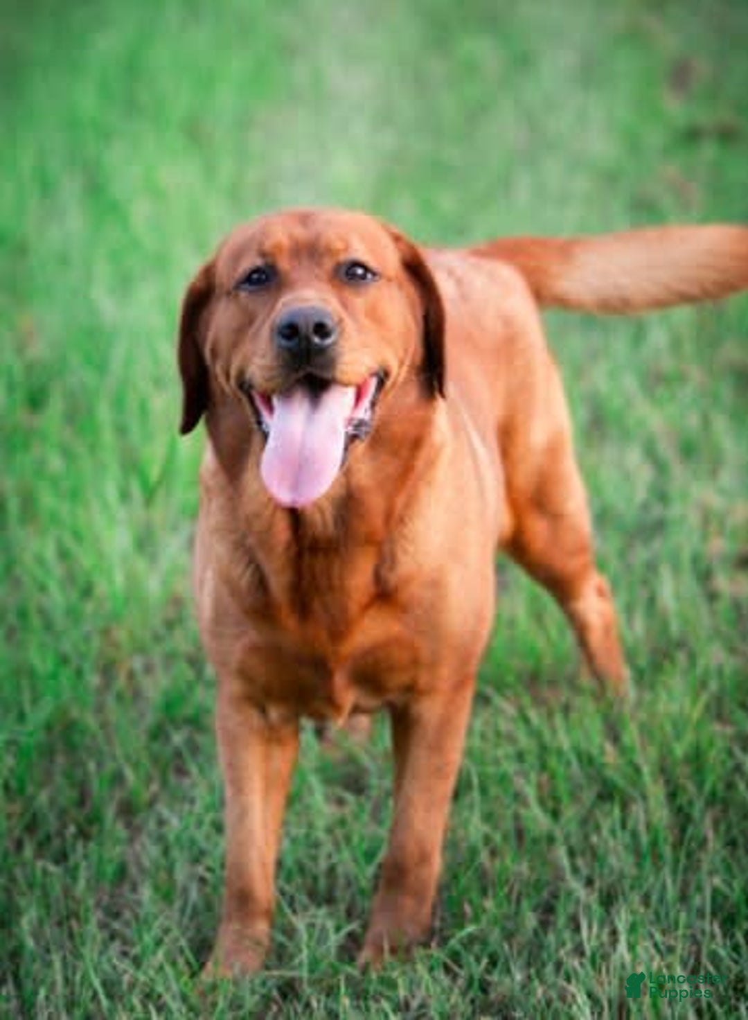 Labrador Retriever dogs for sale: Black Collar Girl - Image 3