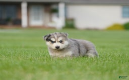 Gerberian Shepsky dogs for sale: Leo - Image 9