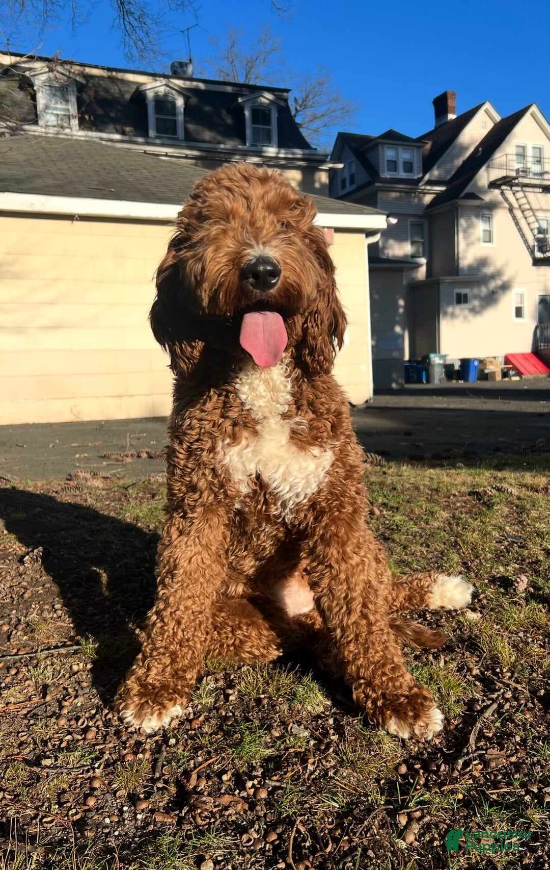 Goldendoodle dogs for sale: Named To Be Determined By New Parents - Image 2