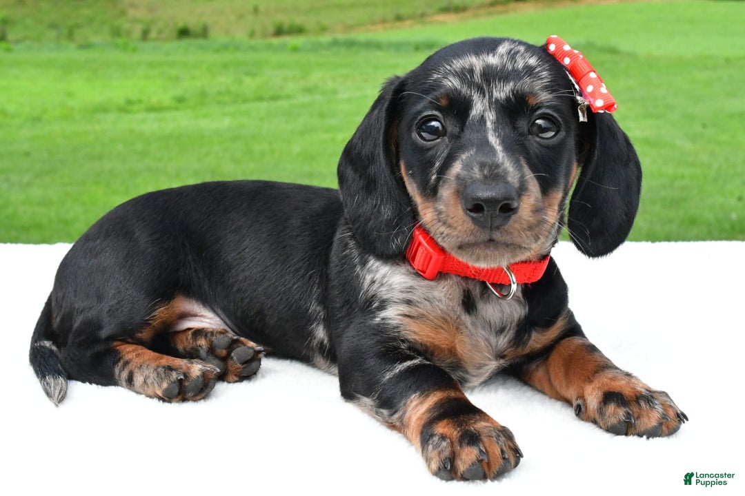 Miniature Dachshund dogs for sale: Miniature Dachshund 2 puppies - Image 3