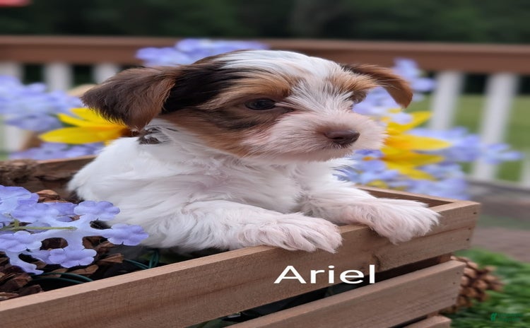 Yorkshire Terrier dogs for sale - Ad 2