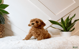 Cavapoo dogs for sale: Zaid - Image 1