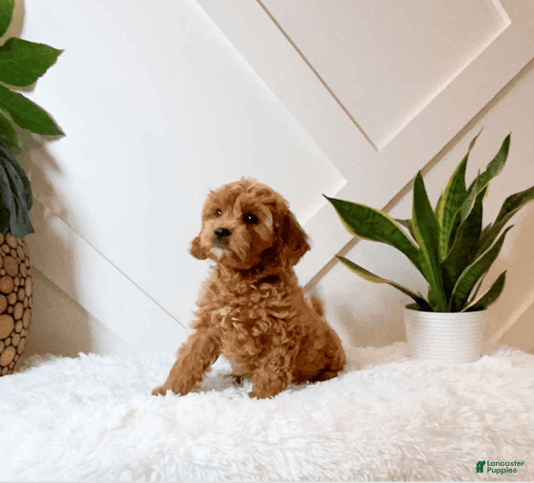 Cavapoo dogs for sale: Zaid - Image 1