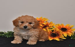 Miniature Poodle dogs for sale: Cassie - Image 5