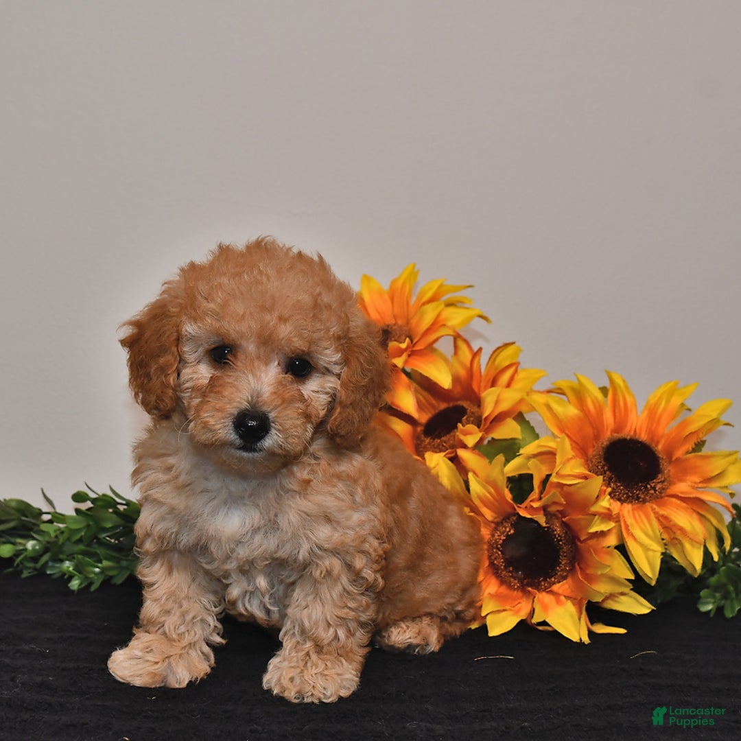 Miniature Poodle dogs for sale: Cassie - Image 5