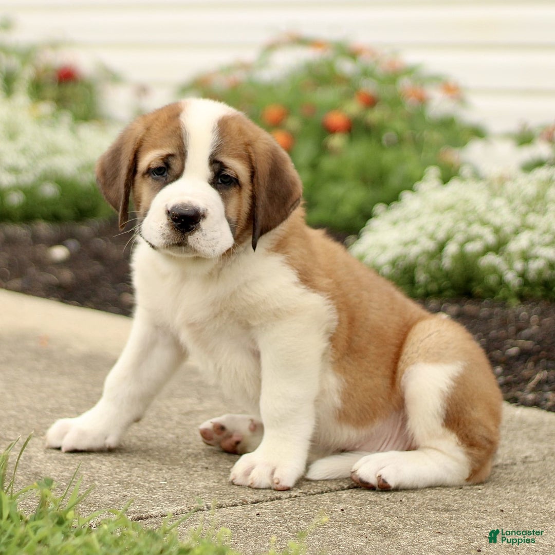 Saint Bernard dogs for sale: Cedar - Image 1