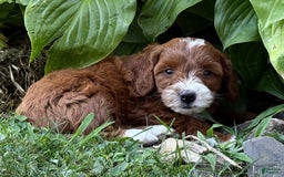 Cavapoo dogs for sale: Barbie - Image 10