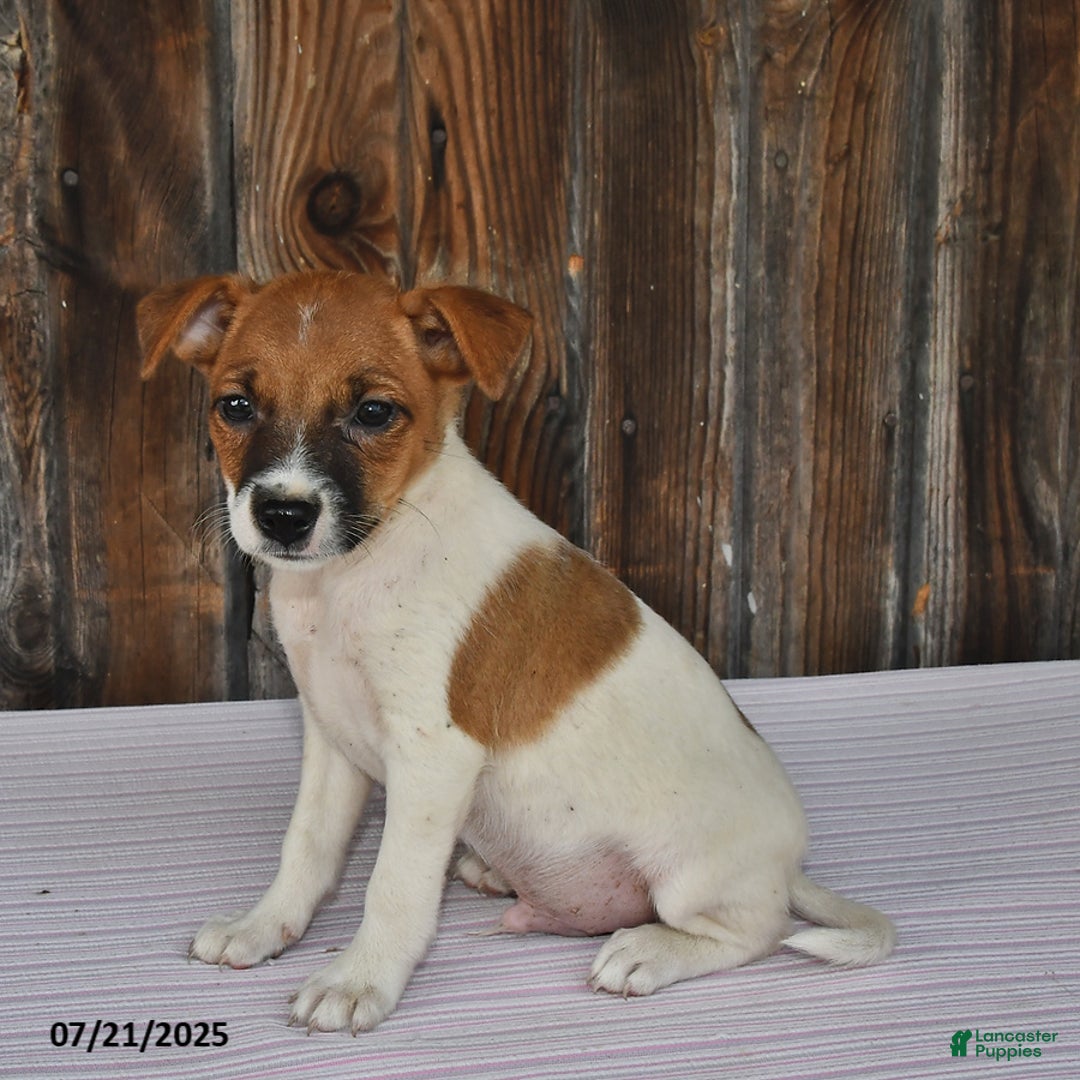 Jack Russell Terrier dogs for sale: Jackson - Image 2