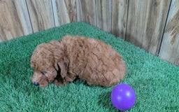 Miniature Poodle dogs for sale: Little Honey Girl 4 - Image 2