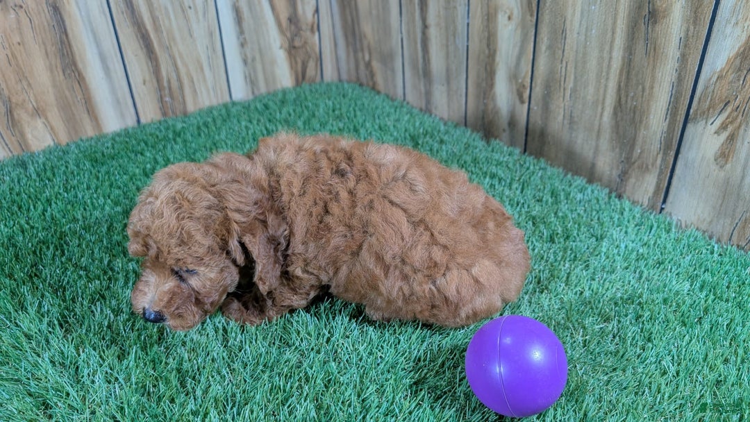 Miniature Poodle dogs for sale: Little Honey Girl 4 - Image 2