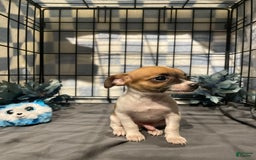 Chihuahua dogs for sale: Bia - Image 2