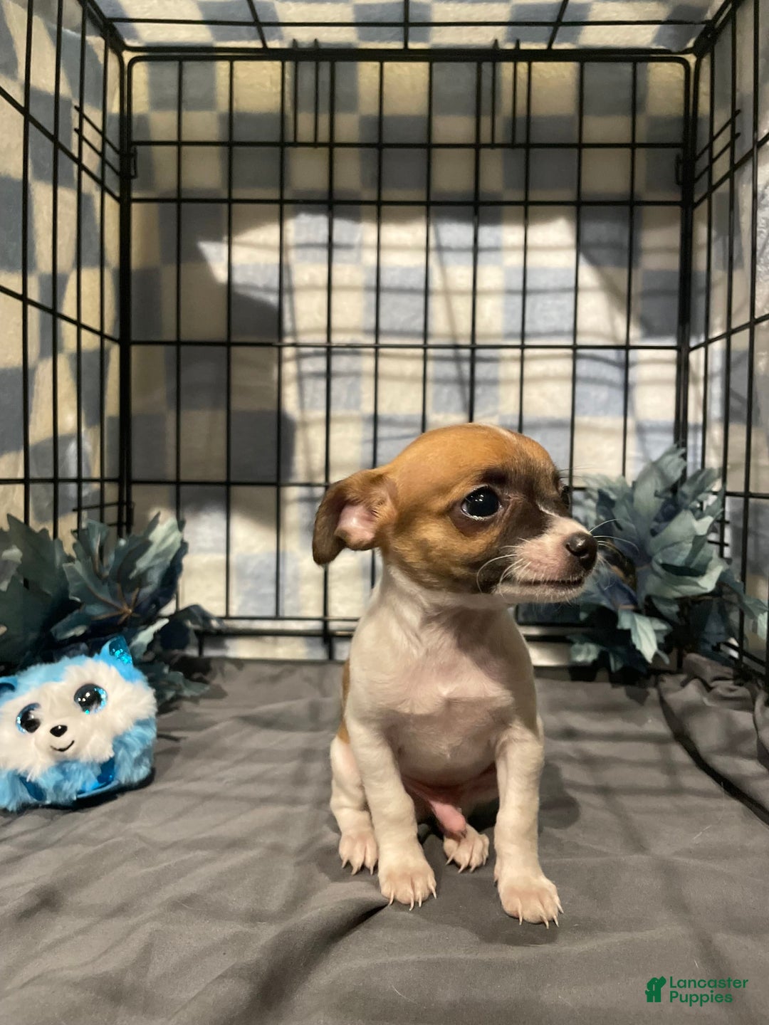 Chihuahua dogs for sale: Bia - Image 2