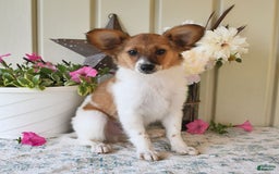Papillon dogs for sale: Pongo - Image 22