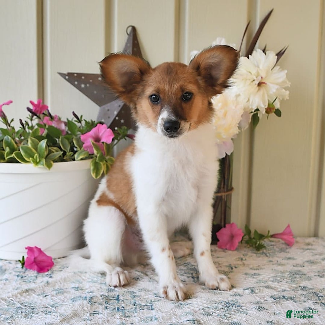 Papillon dogs for sale: Pongo - Image 22