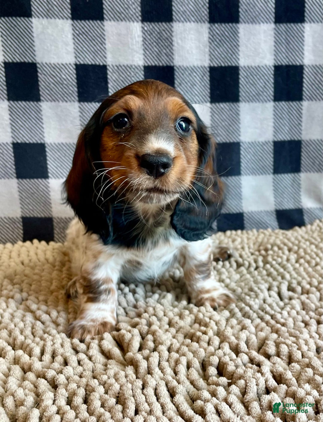 Dachshund dogs for sale: Dana - Image 6