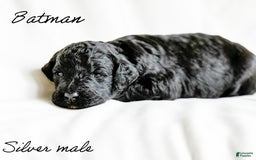 Standard Poodle dogs for sale: Batman - Image 1