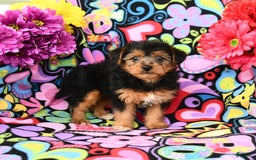 Yorkiepoo dogs for sale: Bandit - Image 5