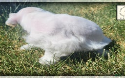 Miniature Schnauzer dogs for sale: Herbert - Image 2