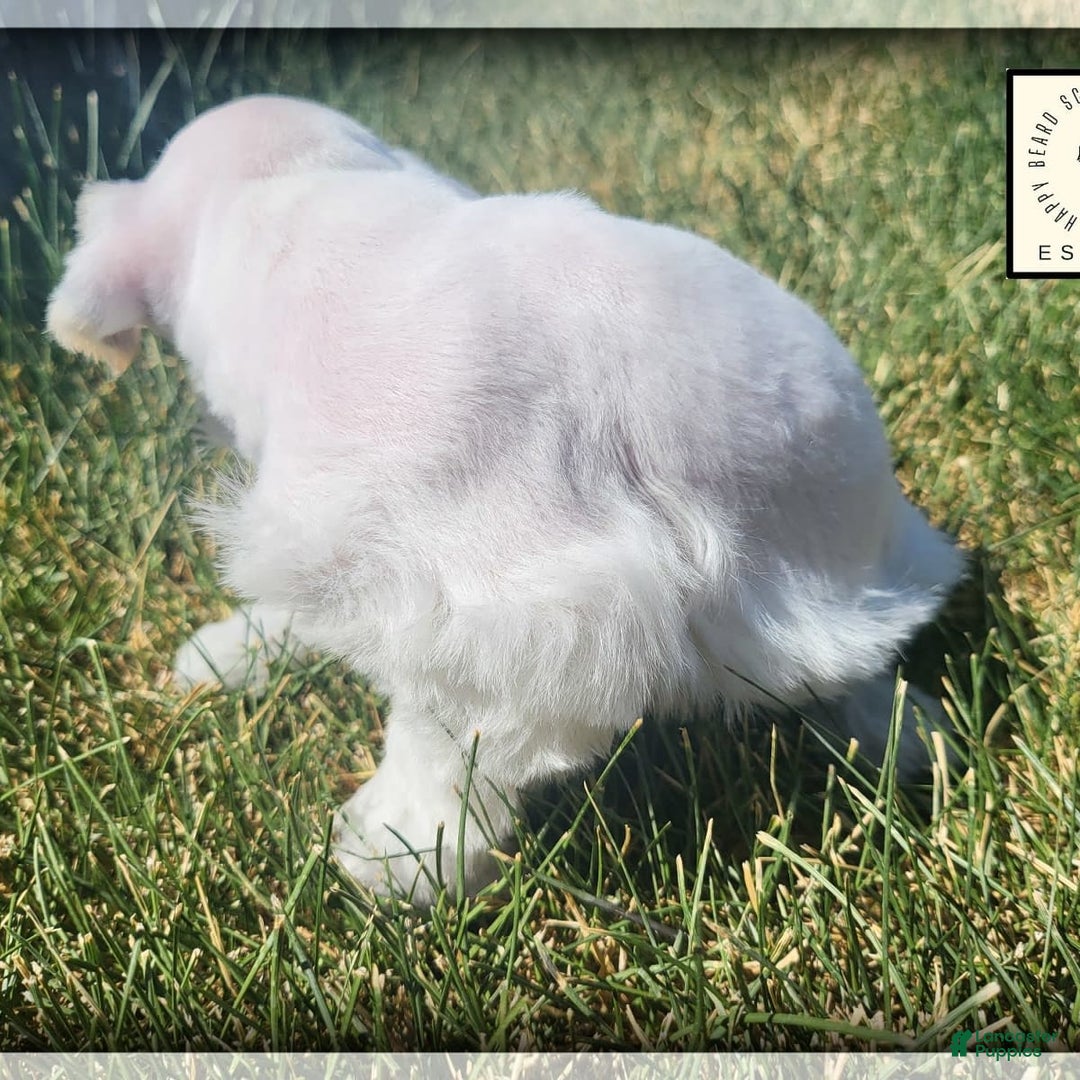 Miniature Schnauzer dogs for sale: Herbert - Image 2