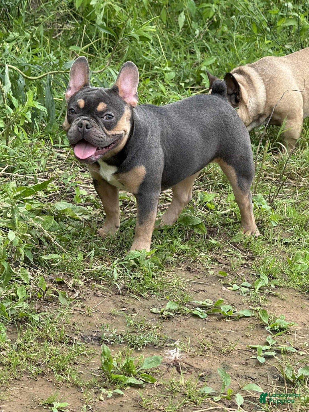 French Bulldog dogs for sale: Peanut - Image 7