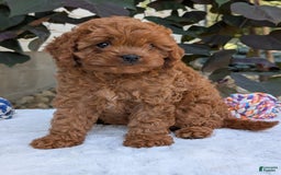 Cavapoo dogs for sale: Ginger - Image 19