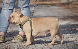 French Bulldog dogs for sale: Rhysand - Image 4