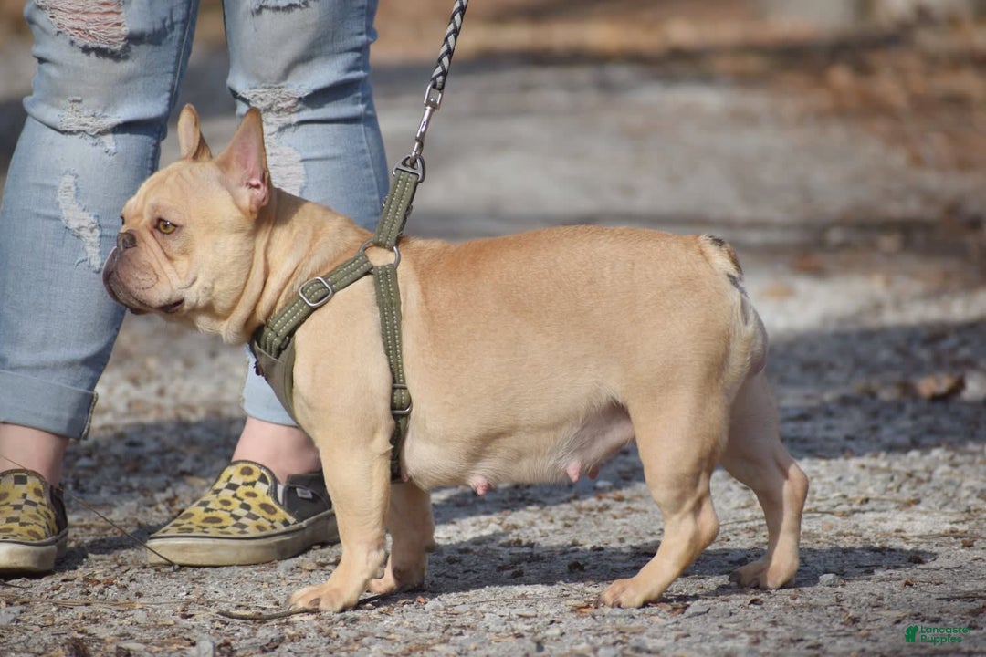 French Bulldog dogs for sale: Rhysand - Image 4