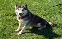 Siberian Husky dogs for sale: Charlie - Image 7