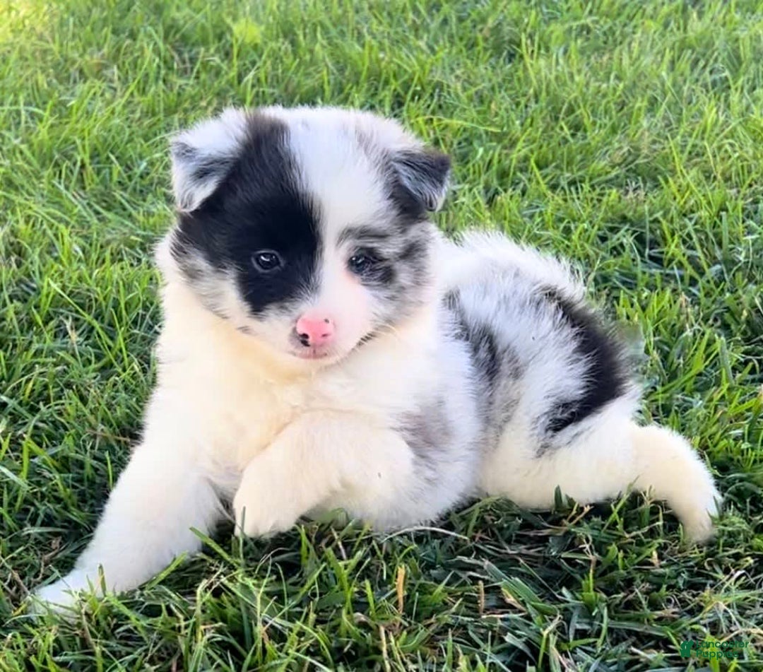 Shiba Inu dogs for sale: Sebastian - Image 3