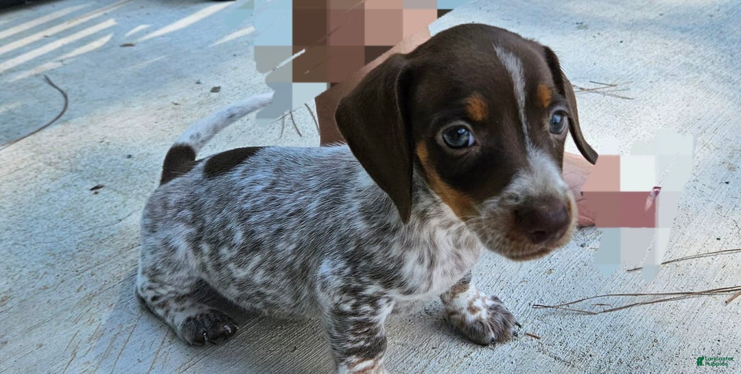 Miniature Dachshund dogs for sale: Ferdinand - Image 5
