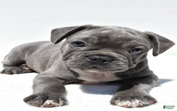 Frenchton dogs for sale: Buddy - Image 7