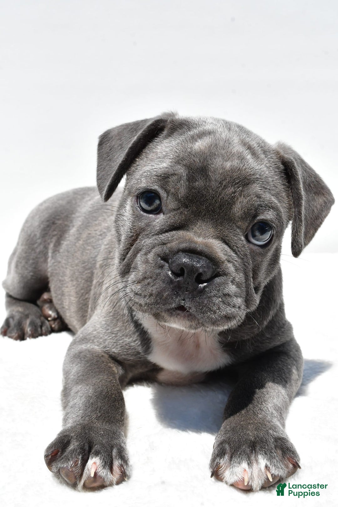 Frenchton dogs for sale: Buddy - Image 7