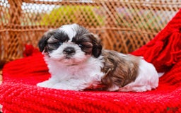 Shih Tzu dogs for sale: Easton - Image 11
