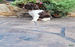 English Springer Spaniel dogs for sale: Ethan - Image 1
