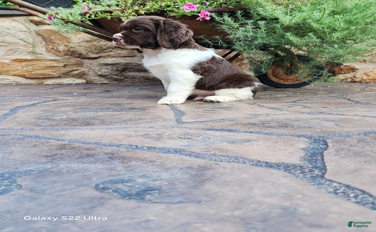 English Springer Spaniel dogs for sale - Ad 1