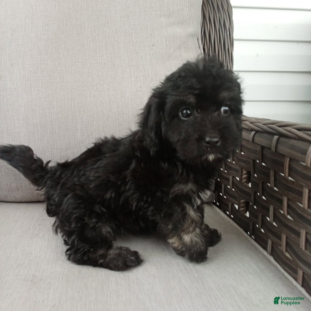 Havapoo dogs for sale: Jenny - Image 5