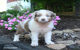 Australian Shepherd dogs for sale: Bear - Image 3