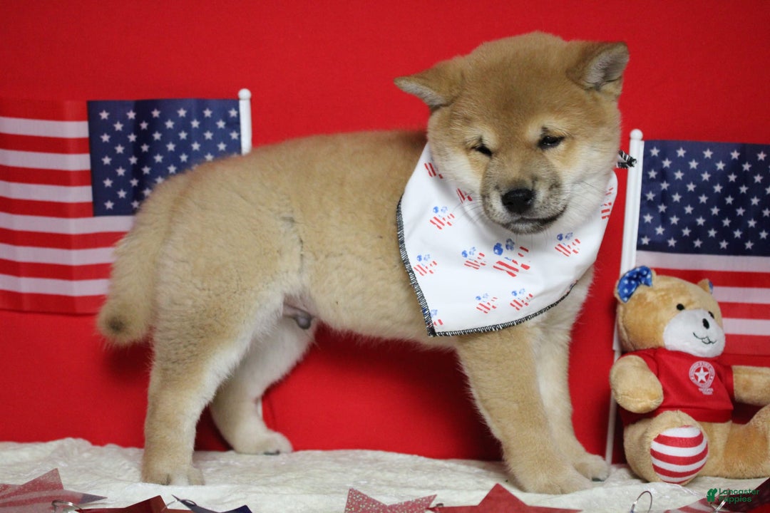 Shiba Inu dogs for sale: Larry - Image 44