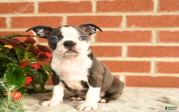Boston Terrier dogs for sale: Archie - Image 5