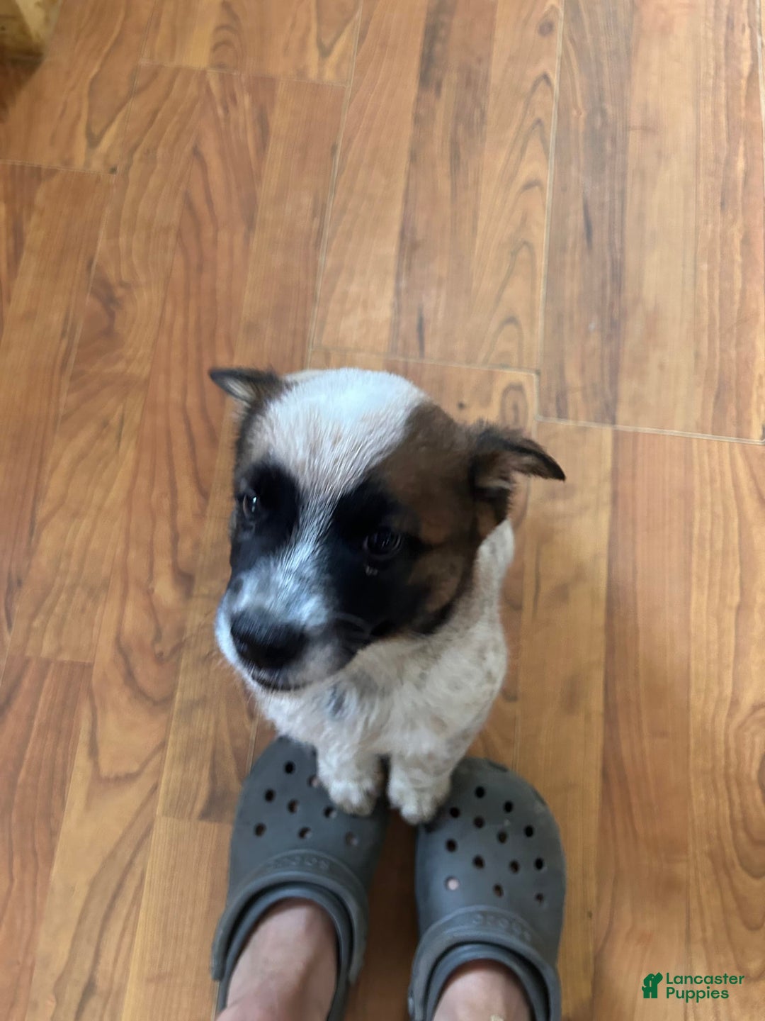 Australian Cattle Dog dogs for sale: Pj - Image 4