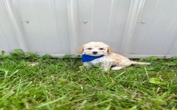 Bichpoo dogs for sale: Clyde - Image 7