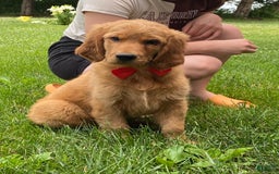 Golden Retriever dogs for sale: Gunther - Image 22