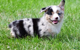 Australian Shepherd dogs for sale: Milo - Image 7