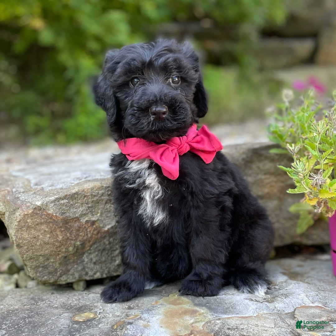 Portuguese Water Dog dogs for sale: Lydia - Image 2