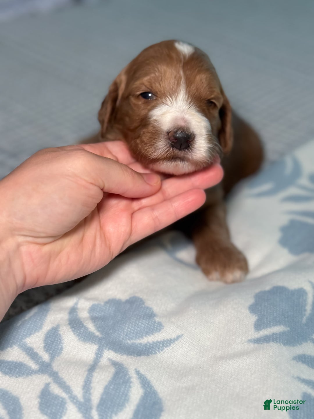 Goldendoodle dogs for sale: Charlotte - Image 19