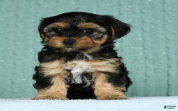 Yorkiepoo dogs for sale: Brittany - Image 9