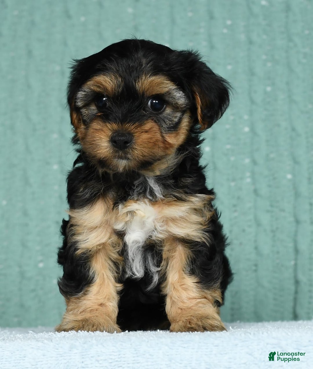 Yorkiepoo dogs for sale: Brittany - Image 9
