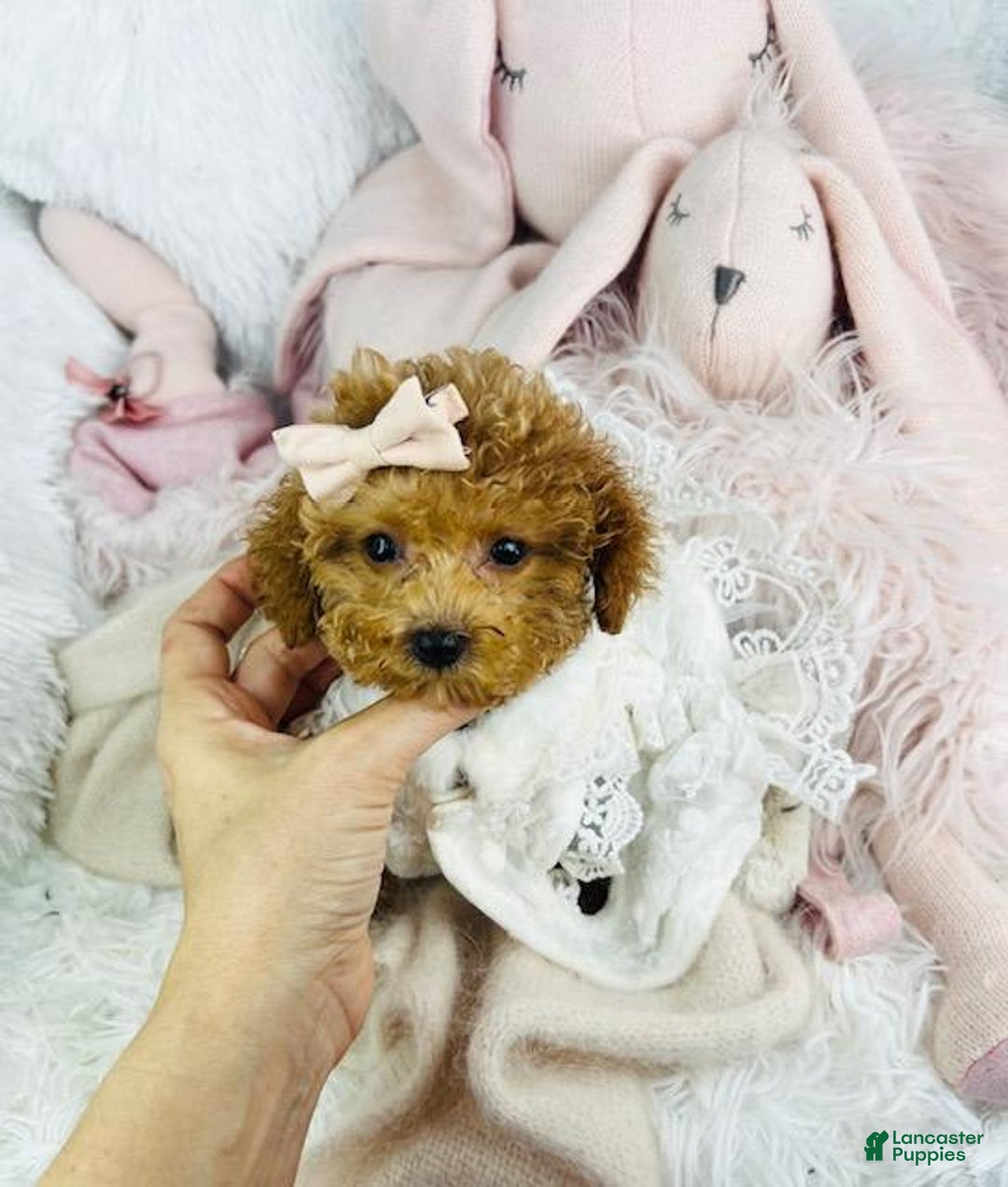 Toy Poodle dogs for sale: Poodle Teacup - Image 2