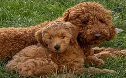 Mini Goldendoodle dogs for sale: Carter - Image 9