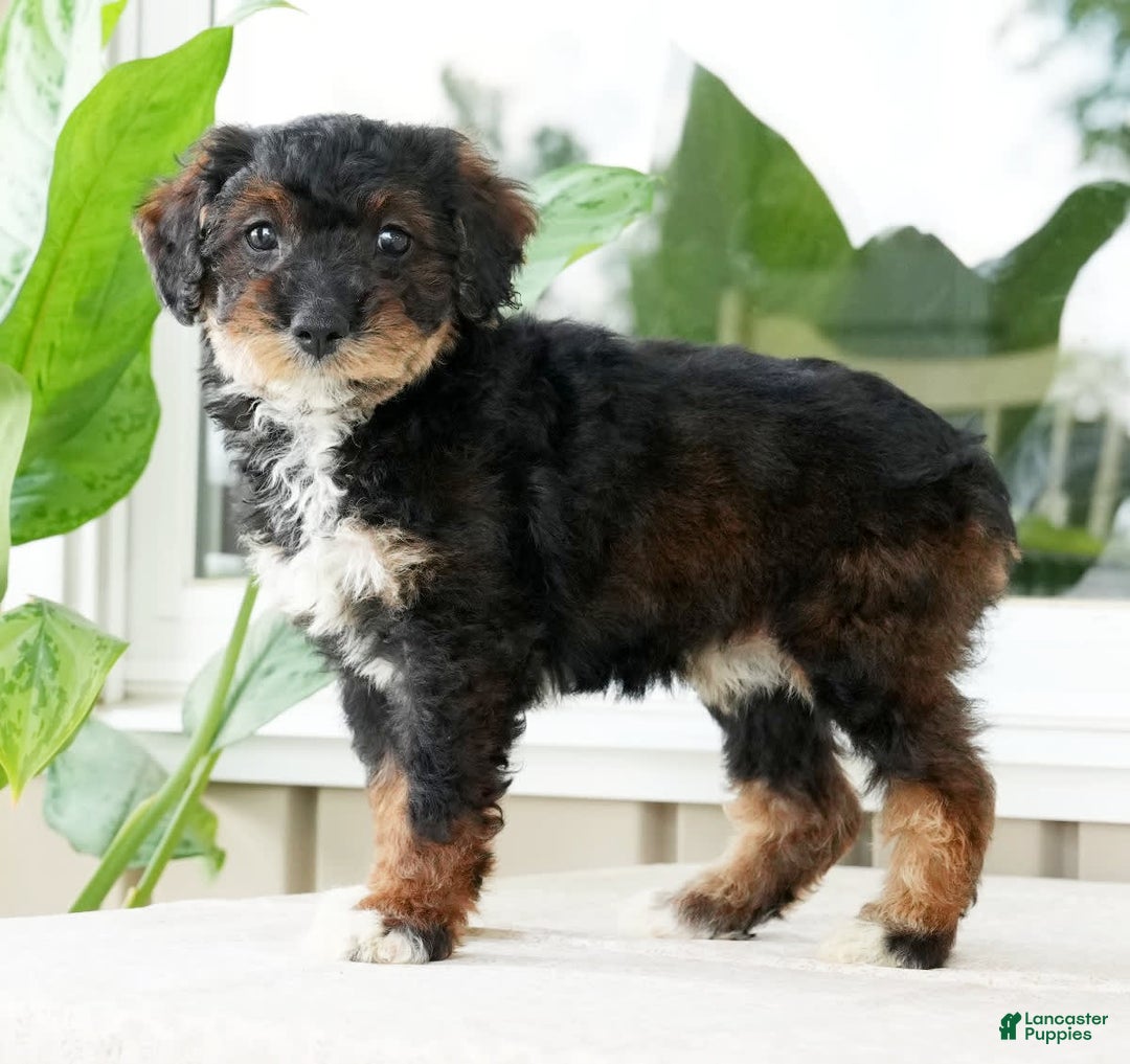 Miniature Poodle dogs for sale: Kammy - Image 9